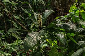 Image result for Palisota schweinfurthii