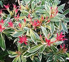 Maybe you would like to learn more about one of these? Flaming Silver Pieris Japonica Live Plant 1 Gallon Pot Shade Loving Shrubs Bushes To Plant Under Trees Plants