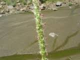 Image result for Anthephora pubescens