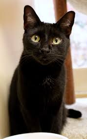 Bombay Cat Black American Shorthair Cat Bombay Cat Breeds 101 Bombay Cat Cat Breeds Cat Problems