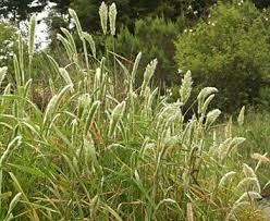 Image result for Polypogon