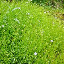 Image result for Montia