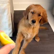 Find golden retriever dogs and puppies from massachusetts breeders. Funny Videos Of Golden Retrievers Popsugar Uk Parenting
