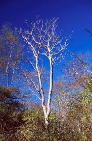 Image result for Priva flabelliformis