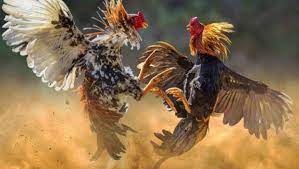 Cockfighting Claeysantique Com Rooster Tattoo Rooster Painting Rooster Art