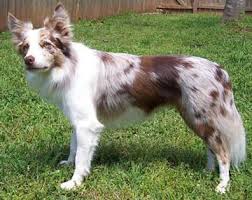Find border collie in canada | visit kijiji classifieds to buy, sell, or trade almost anything! Border Collie Photo Red Merle Border Collie Red Merle Border Collie Border Collie Collie