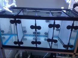 How To Make Tank Dividers For Breeding Fry Tanks For 6 Each Betta Fish Tank Aquarium Maintenance Betta Fish
