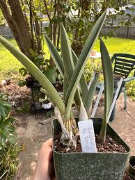 Image result for Eulophia leachii