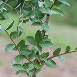 Image result for Securidaca longepedunculata