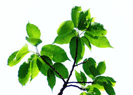 Image result for Ficus muelleriana