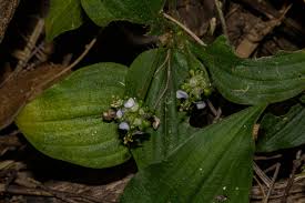 Image result for Aneilema leiocaule