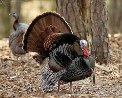 Position an aluminum foil tent over the turkey. Rules Change On Turkey Hunt