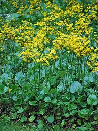 Image result for Senecio purpureus