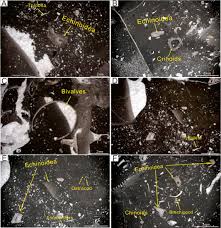 Growth Characteristics And Sedimentary Mode Of Permian Reefs Lengwu Tonglu Zhejiang Province Southern China Sciencedirect