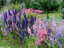 Fleurs Hiver Froid Fleurs Resistantes Mon Jardin Ma Maison Fleur Hiver Jardins Massif Fleurs