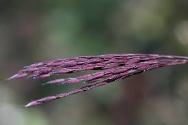 Image result for Arthraxon lancifolius