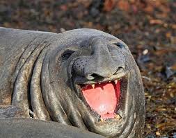 Kapibara On Twitter Laughing Animals Happy Animals Cute Animal Pictures