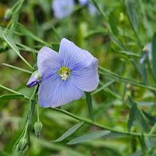 Image result for Linum