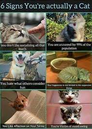 Ultra Satisfying Cat Meme Compilation Cute Animals With Funny Captions Cat Memes Cats