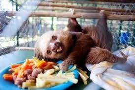 Slothes Pictures Page 4 Of 21 Cutest Paw Baby Sloth Cute Sloth Pictures Sloth