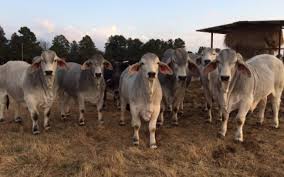 The american brahman cattle originated from a nucleus of approximately 266 bulls and 22 females of several bos indicus varieties of cattle which were imported into the united states between 1854 and 1926. For Sale 200 Brahman Cow Calf Pairs Cattle Exchange