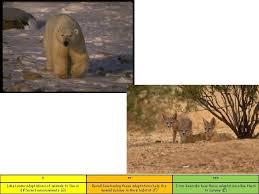 Polar bears and brown bears are capable of interbreeding in zoos and the young are fertile. Adaptations To Survive The Cold And Hot Environments