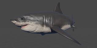 Megalodon Carcharocles Megalodon Sponsored 3d Carcharocles Megalodon Megalodon Animals Floral Illustrations Animals Illustration