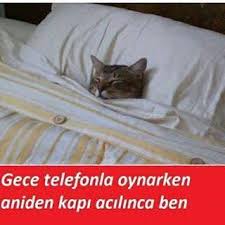 Moda Mod Adli Kullanicinin Cat Panosundaki Pin Komik Hayvanlar Kedileri Seviyorum Kedi Esprileri