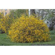 Read on to learn how to make more shrubs from the ones you already have, on gardener's path. Forsythia Intermedia Spectabilis Pflanzen Fur Dich De 5 95