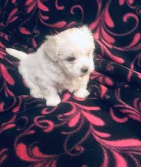 Trova le migliori immagini gratuite di maltese puppies for adoption in raleigh nc. Maltese Family Breeders Brunswick Georgia Facebook