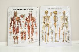 Pair Of Vintage Laminated Anatomical Charts Skeletal System And Muscular System