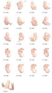 hostmonster web hosting gebelik donemi hamilelik ebelik