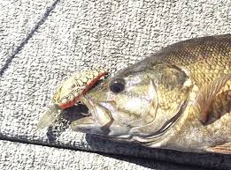 When do i throw what bait? The Natural World Going Big On Spring Smallmouth Bass Hydrography Eastoregonian Com