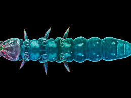 Image result for Exotheca abyssinica