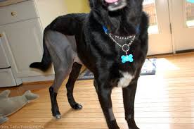 Our Dog Is Doing Fine 8 Days After Tplo Surgery The Bruising Is Mostly Gone Now His Skin Is Just Getti Acl Surgery Recovery Knee Surgery Recovery Acl Surgery