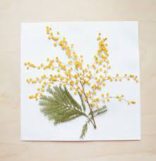 Pressed Mimosa Flowers For Floral Decor Diy Etsy Pressed Flower Art Pressed Flower Crafts Pressed Flowers Diy
