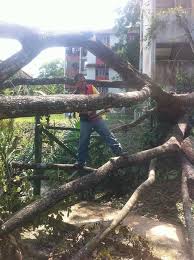 Jw2019 the danger comes when someone chooses to wander away from the path that leads to the tree of life.8 sometimes we can learn, study, and know, and sometimes we have to believe, trust, and hope. Gotong Royong Akibat Pokok Tumbang Di Dewan Putra 2 Kolej Dua Belas