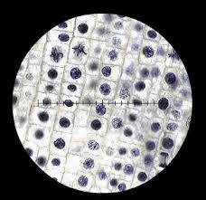 2) to observe different cells/organisms using a virtual microscope. Microbiology 2460 Lab 1 Study Questions Flashcards Quizlet