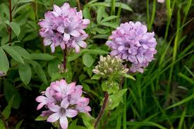 Image result for campanula glomerata