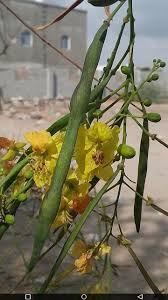 Image result for Parkinsonia aculeata