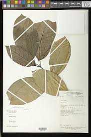 Image result for Pouchetia baumanniana