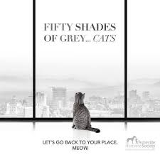 They can't tell me anything because of their privacy policy， i hope the new. 22 Clever Cat Adoption Ad Campaigns Cat Adoption Pet Adoption Dog Adoption Quotes