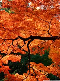 Which is the best brand of red wallpaper? Wallpaper Iphone Japan 100 Iphone Wallpaper