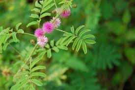 Image result for Behniaceae