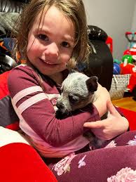 My little blue country dancer ❤️🐕💙