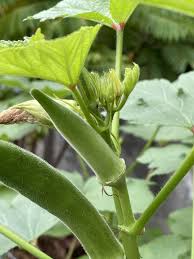 Unless a plant is supposed to have yellow coloring (i.e. Vegetable Gardening Why Are My Okra Flowers Prematurely Turning Yellow And Dropping All For Gardening