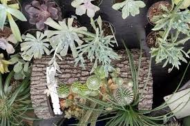 Here, you can find a large spectrum of possibilities, from simple and easy to grow cacti to the. Cactus Succulents For Sale In Loxahatchee Fl A One Stop Garden Shop
