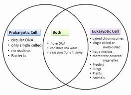Prokaryotes Vs Eukaryotes Worksheet Lovely Eukaryotes And Prokaryotes Worksheet Wwwimgkid Prokaryotes Prokaryotes Vs Eukaryotes Prokaryotic Cell