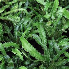 Image result for Asplenium smedsii