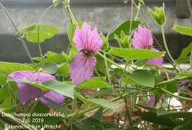 Image result for Dalechampia